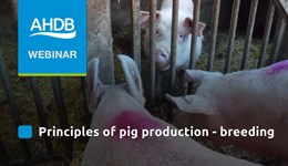 Principles of pig production - breeding 